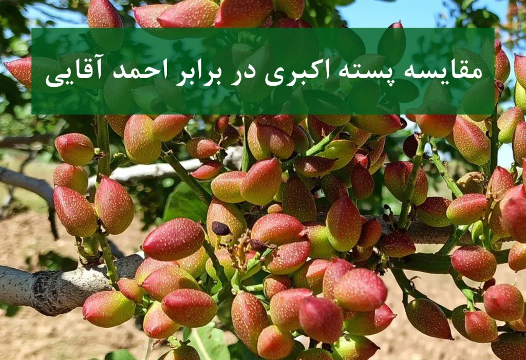 پسته اکبری + مقایسه با احمد آقایی