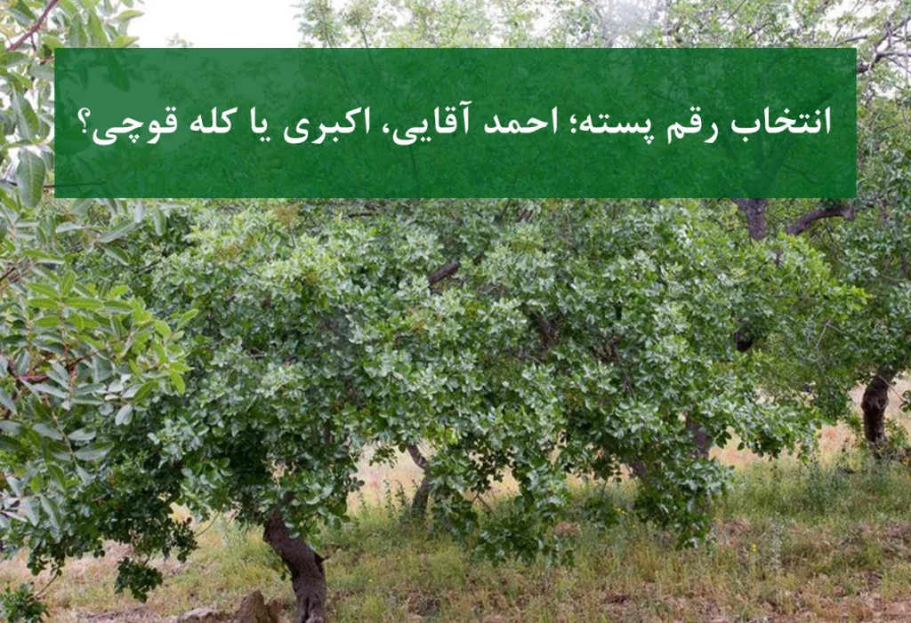 پسته اکبری + مقایسه با احمد آقایی و کله قوچی