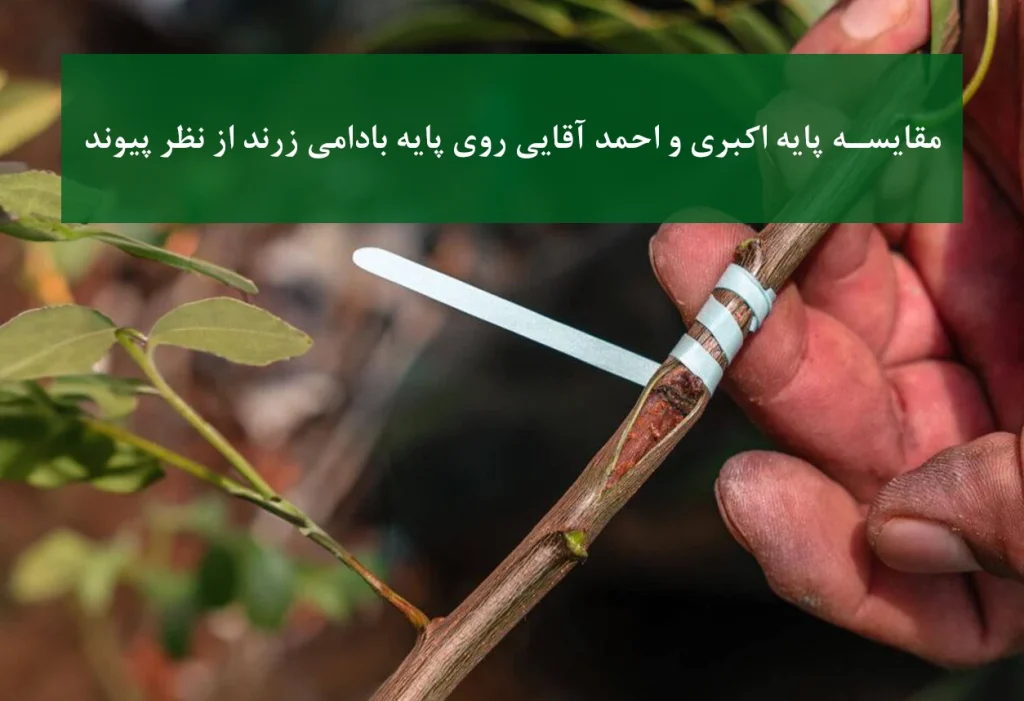 پسته اکبری + پیوند روی بادامی زرند