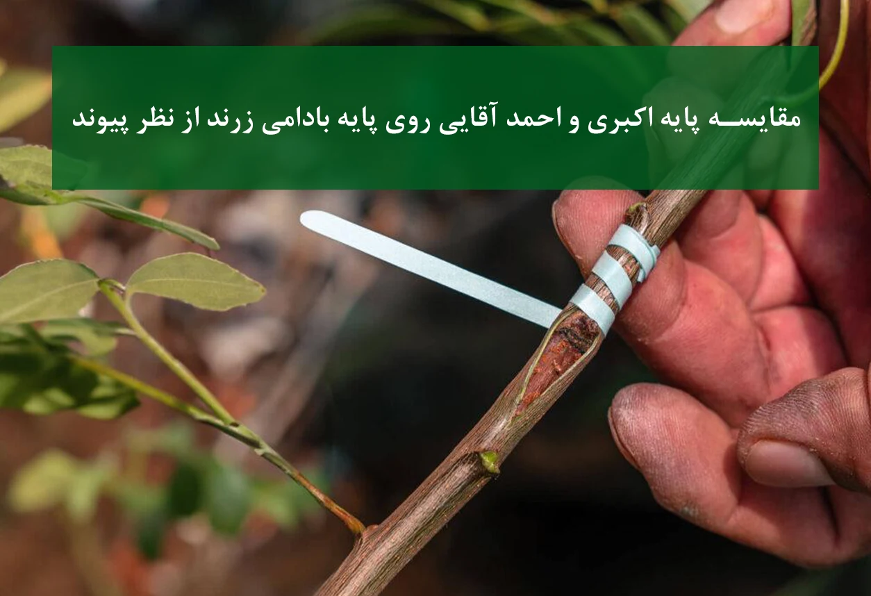 پسته اکبری + پیوند روی بادامی زرند