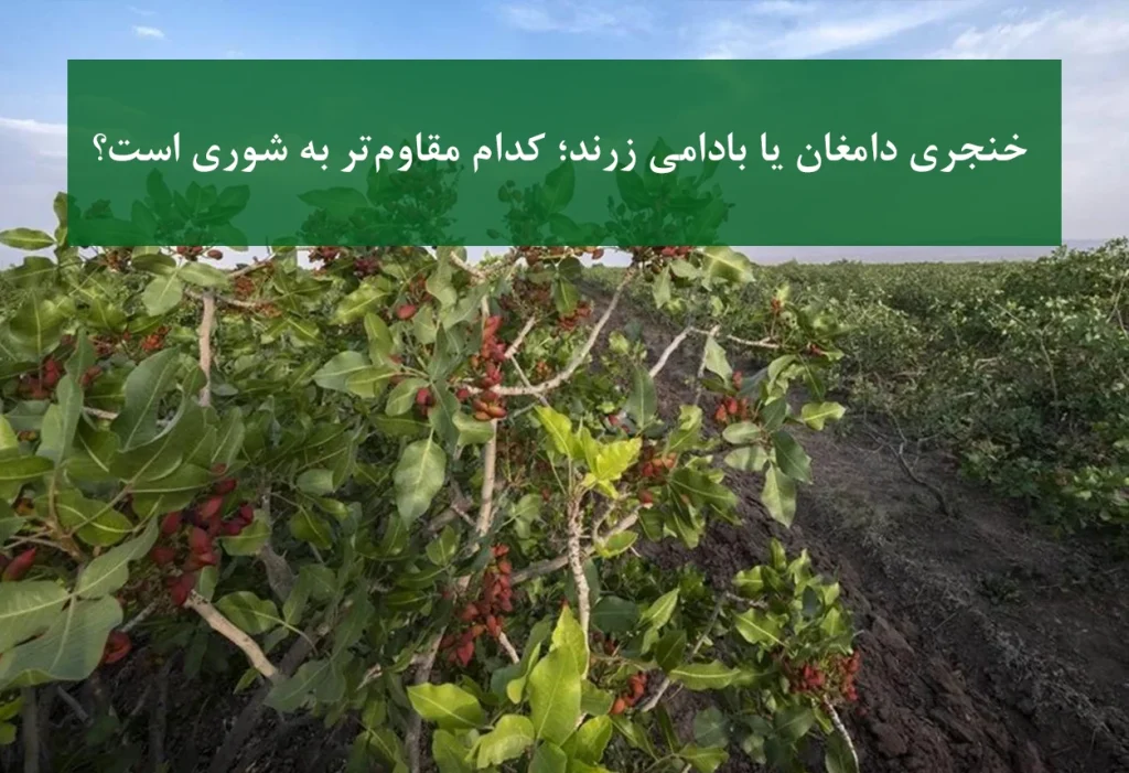 پسته خنجری دامغان + مقایسه با بادامی زرند