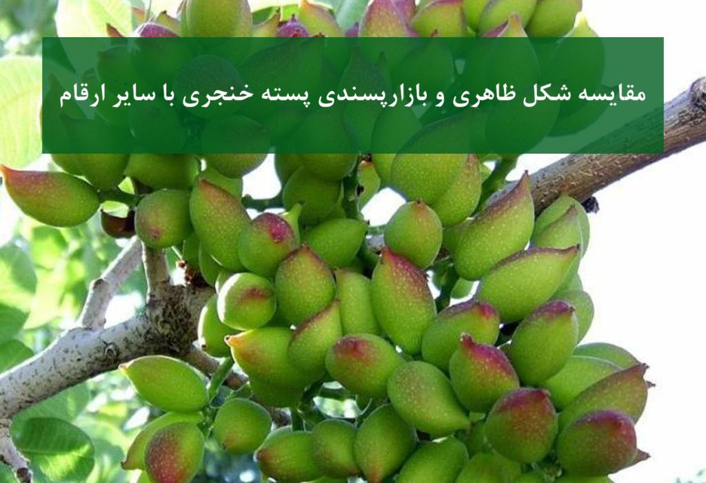 پسته خنجری + مقایسه شکل ظاهری با سایر ارقام
