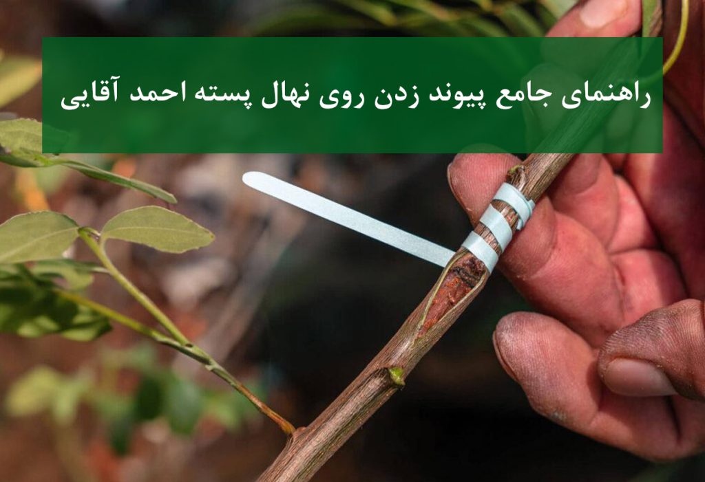 پیوند زدن روی نهال پسته احمد آقایی در نهالستان
