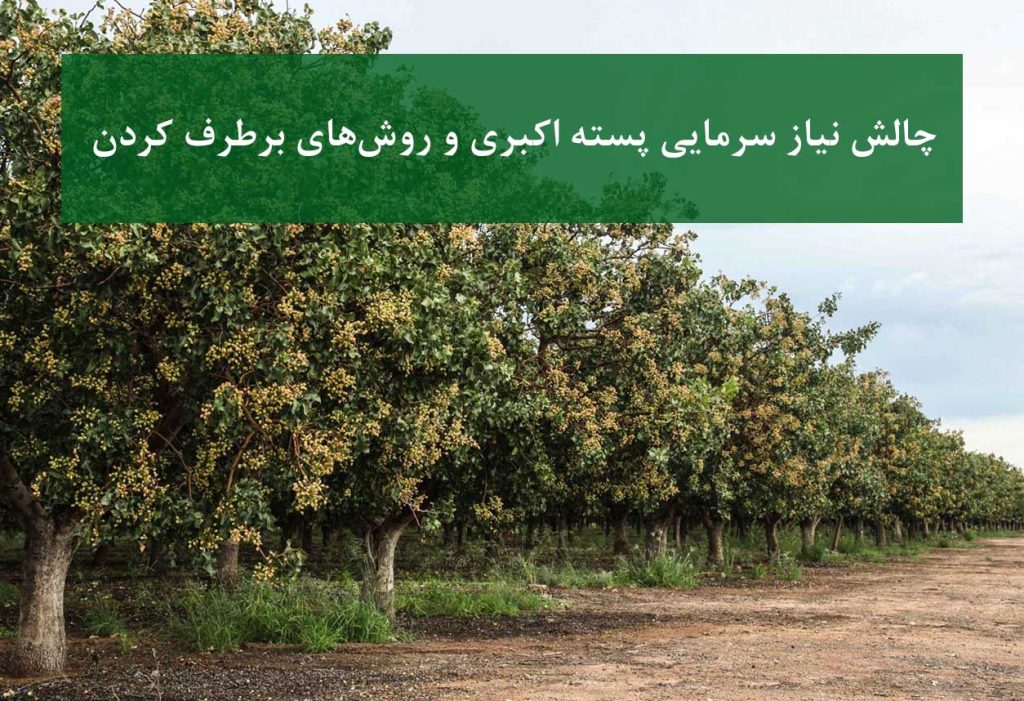 چالش نیاز سرمایی پسته اکبری و روش‌های برطرف کردن