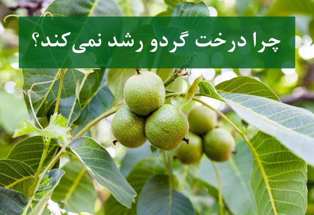 چرا درخت گردو رشد نمی‌کند؟ دلایل و راهکارها