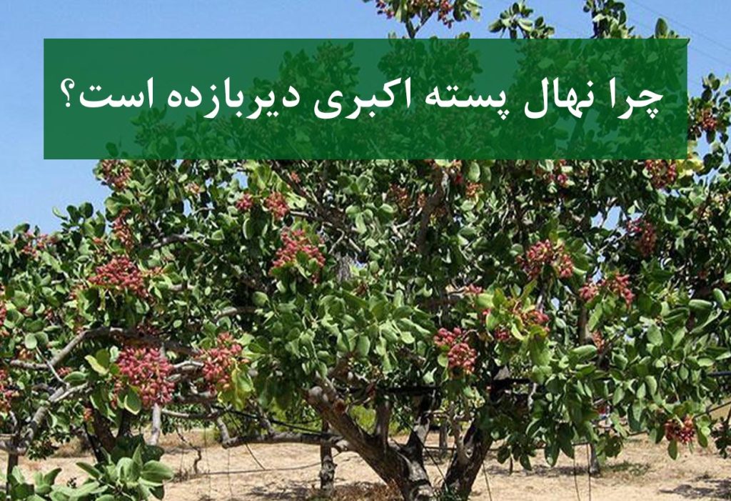 چرا نهال پسته اکبری دیربازده است؟