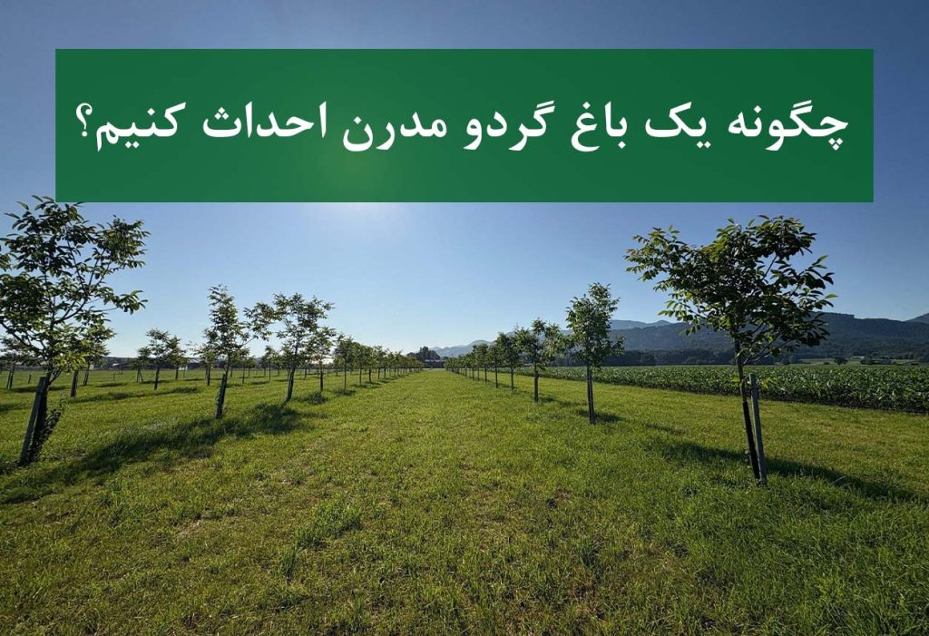 چگونه یک باغ گردو مدرن احداث کنیم؟
