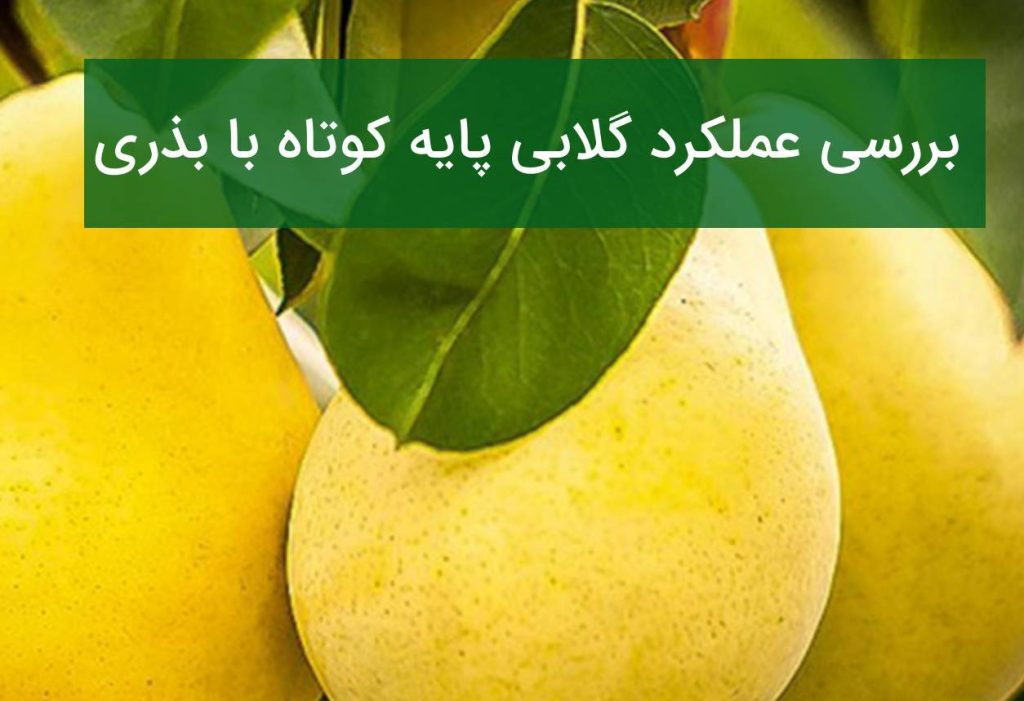 گلابی پایه کوتاه یا بذری؟