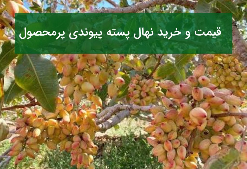 قیمت و خرید نهال پسته پیوندی پرمحصول