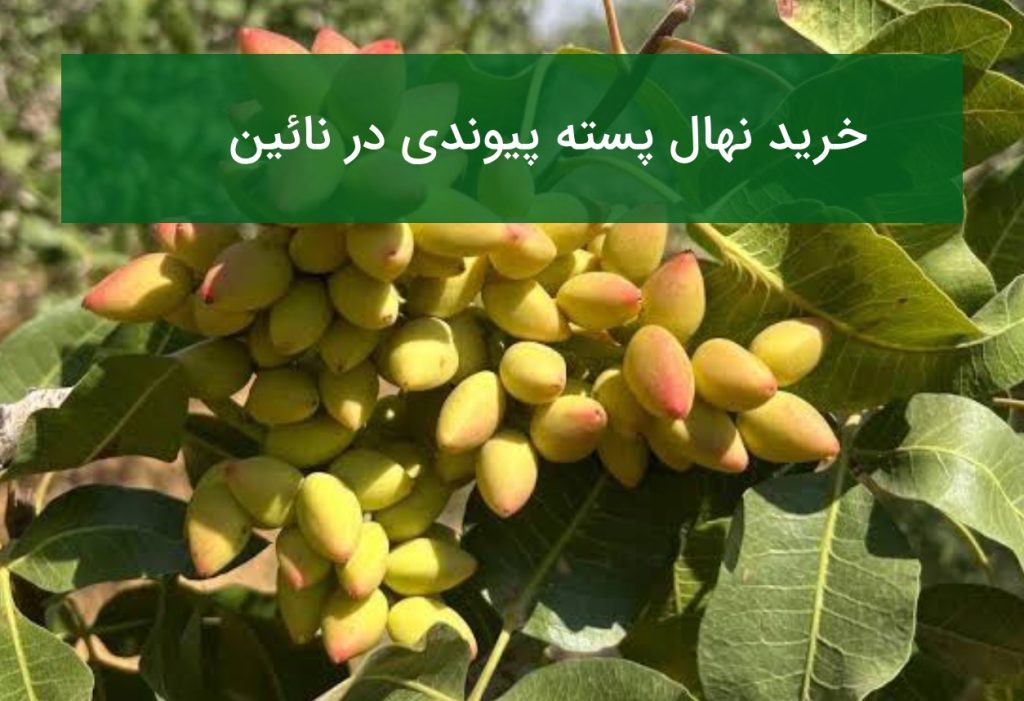 خرید نهال پسته پیوندی در نائین | نهال مناسب مناطق پسته‌خیز