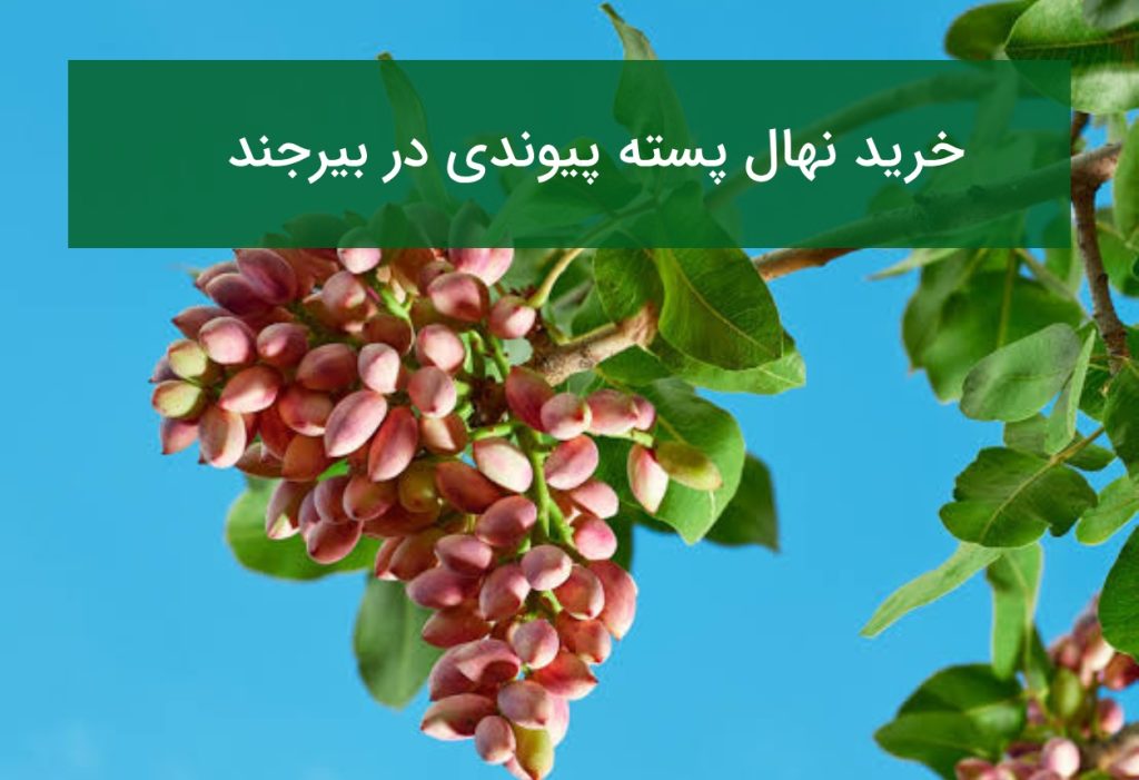 خرید نهال پسته پیوندی در بیرجند | ارقام مناسب خراسان جنوبی