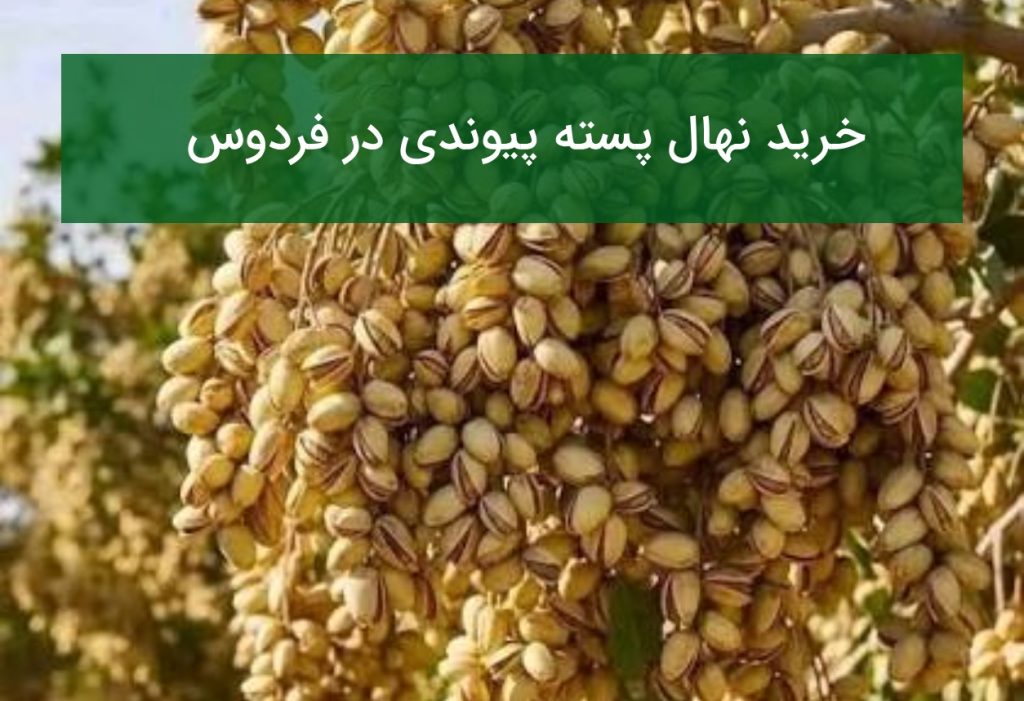 فروش نهال پسته پیوندی در فردوس | نهال اصیل و پربازده