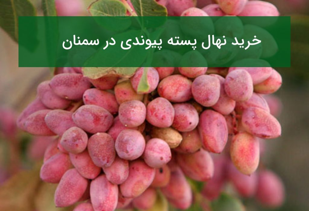خرید نهال پسته پیوندی در سمنان | قیمت نهال پسته پیوندی