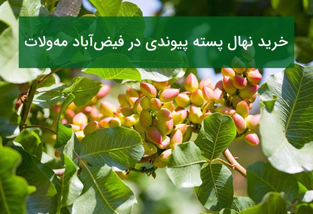 فروش نهال پسته پیوندی در فیض آباد مه ولات