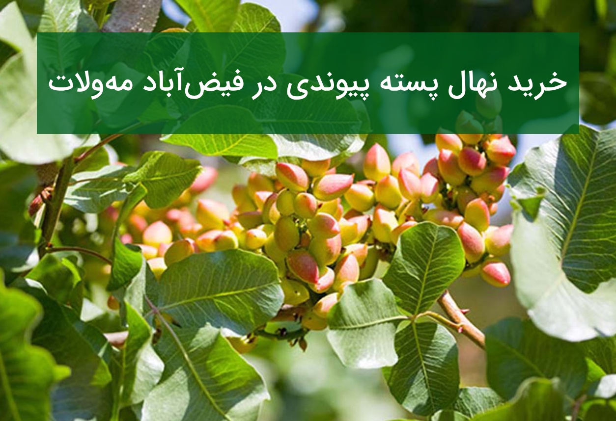 فروش نهال پسته پیوندی در فیض آباد مه ولات