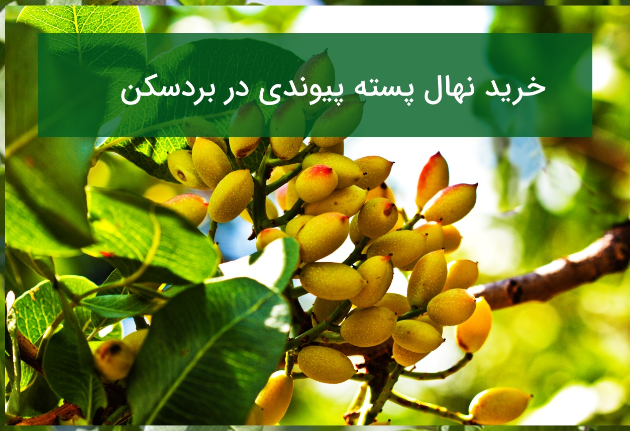 خرید نهال پسته پیوندی در بردسکن