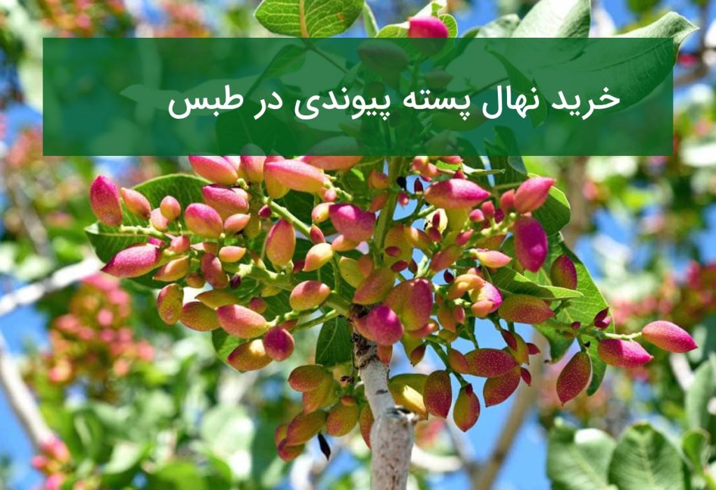 خرید نهال پسته پیوندی در طبس | بهترین ارقام مناسب آب و هوای گرم تابستان ۱۴۰۵