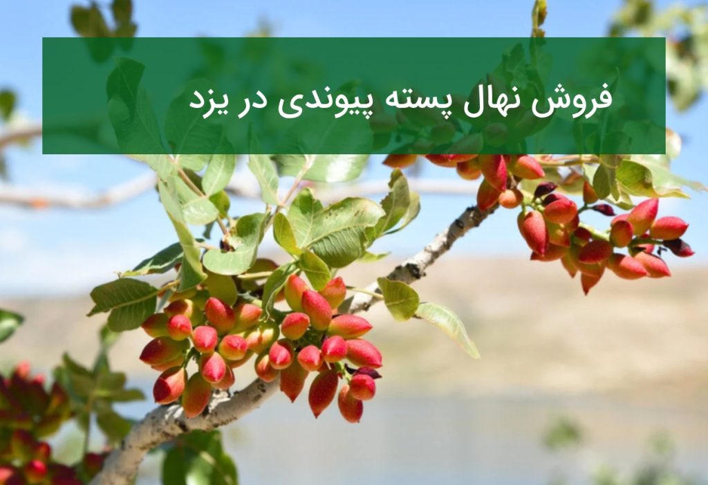 فروش نهال پسته پیوندی در یزد