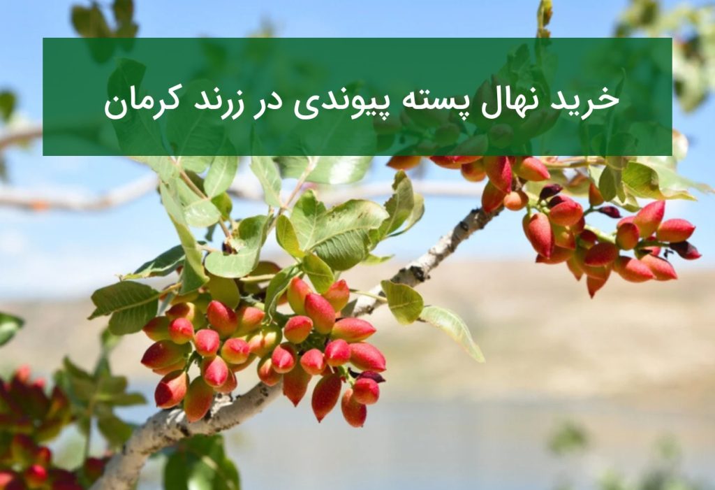 خرید نهال پسته پیوندی در زرند کرمان