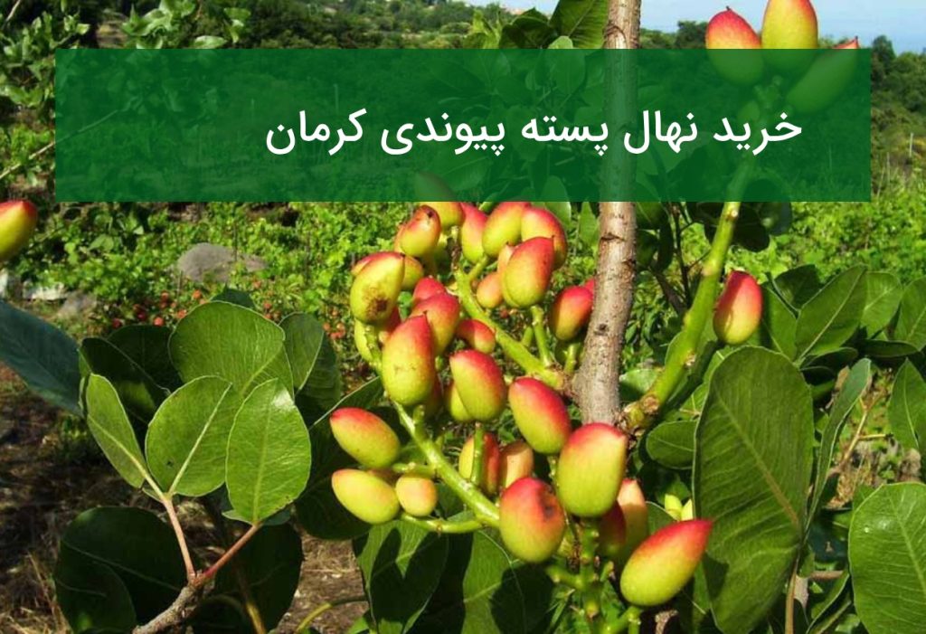 خرید نهال پسته پیوندی در کرمان