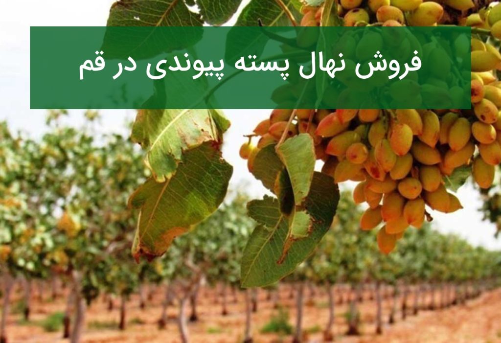 فروش نهال پسته پیوندی در قم