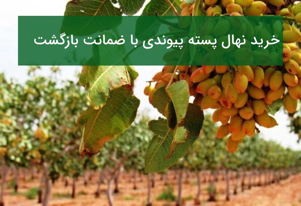 خرید نهال پسته پیوندی با ضمانت بازگشت در تابستان ۱۴۰۵