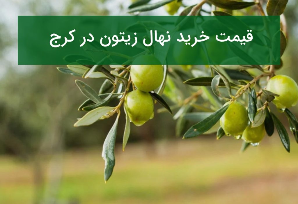قیمت خرید نهال زیتون در کرج