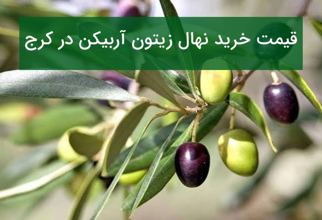 قیمت خرید نهال زیتون آربیکن در کرج