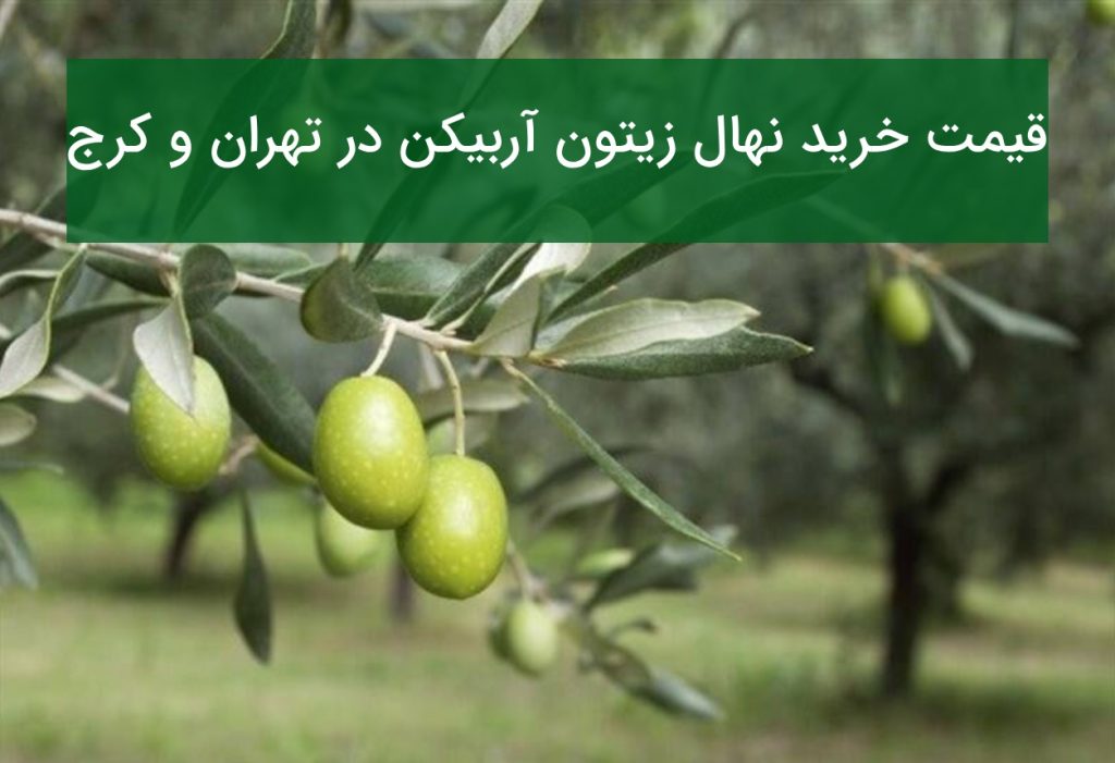 قیمت نهال زیتون آربیکن در تهران و کرج