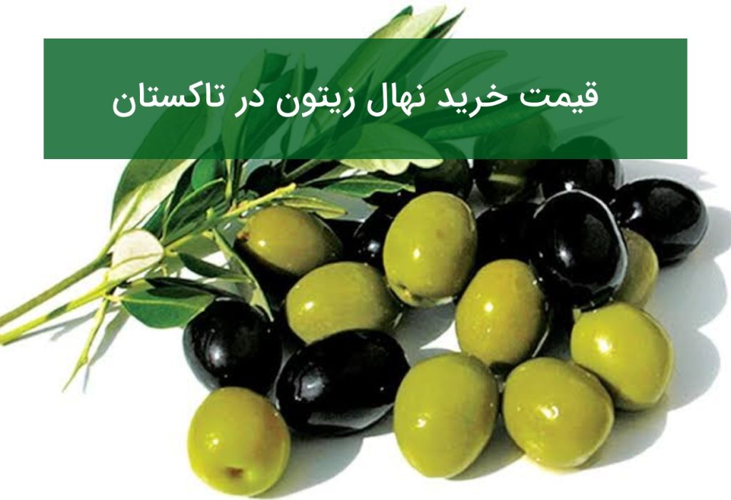 قیمت خرید نهال زیتون در تاکستان؛ بررسی ارقام مناسب منطقه در تابستان ۱۴۰۵
