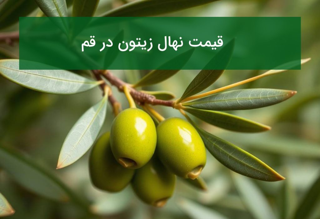 قیمت نهال زیتون در قم؛ نکات مهم برای کاشت و خرید نهال