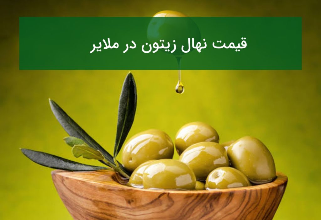 قیمت نهال زیتون در ملایر؛ معرفی ارقام مقاوم و پربازده در تابستان ۱۴۰۵