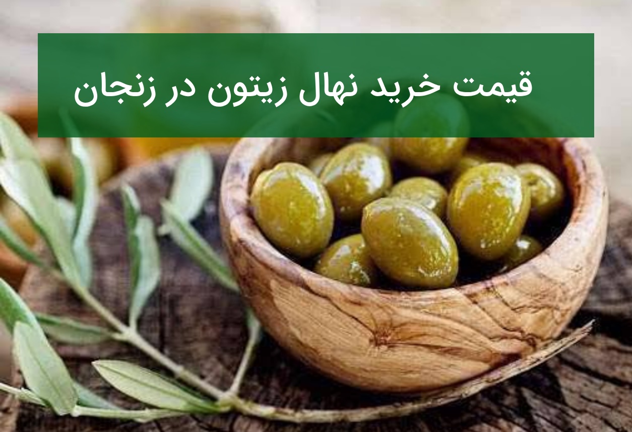 قیمت خرید نهال زیتون در زنجان