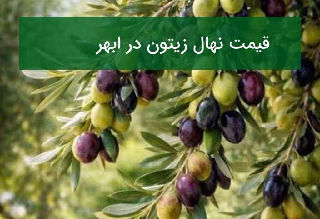 قیمت نهال زیتون در ابهر؛ راهنمای خرید نهال زیتون پربازده در تابستان ۱۴۰۵