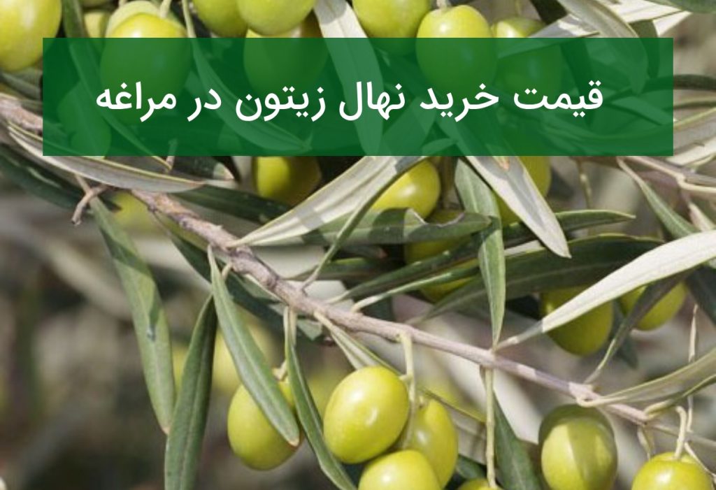 قیمت خرید نهال زیتون در مراغه؛ انتخاب بهترین نهال برای باغ