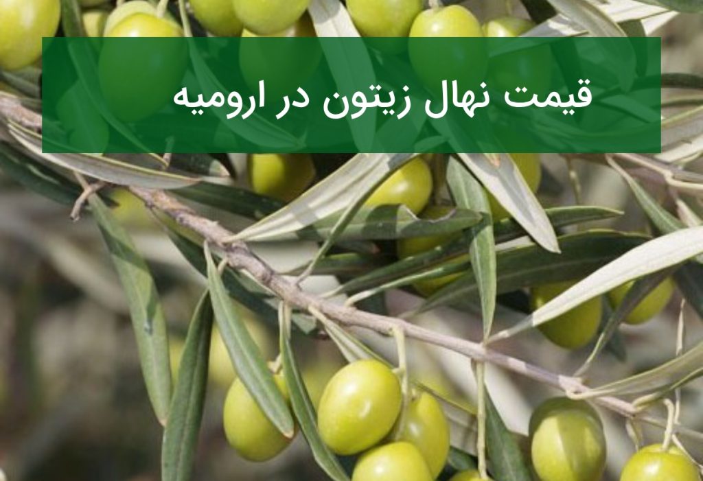قیمت نهال زیتون در ارومیه؛ راهنمای خرید نهال سالم و مقاوم