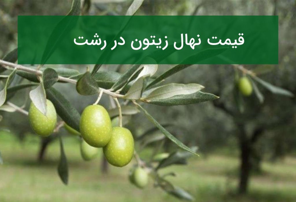 قیمت خرید نهال زیتون در رشت؛ بررسی امکان کاشت در شمال کشور