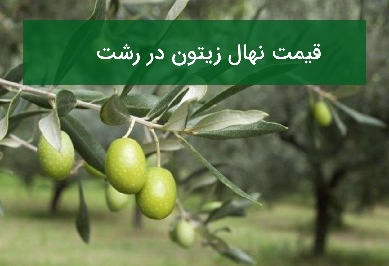 قیمت خرید نهال زیتون در رشت؛ بررسی امکان کاشت در شمال کشور