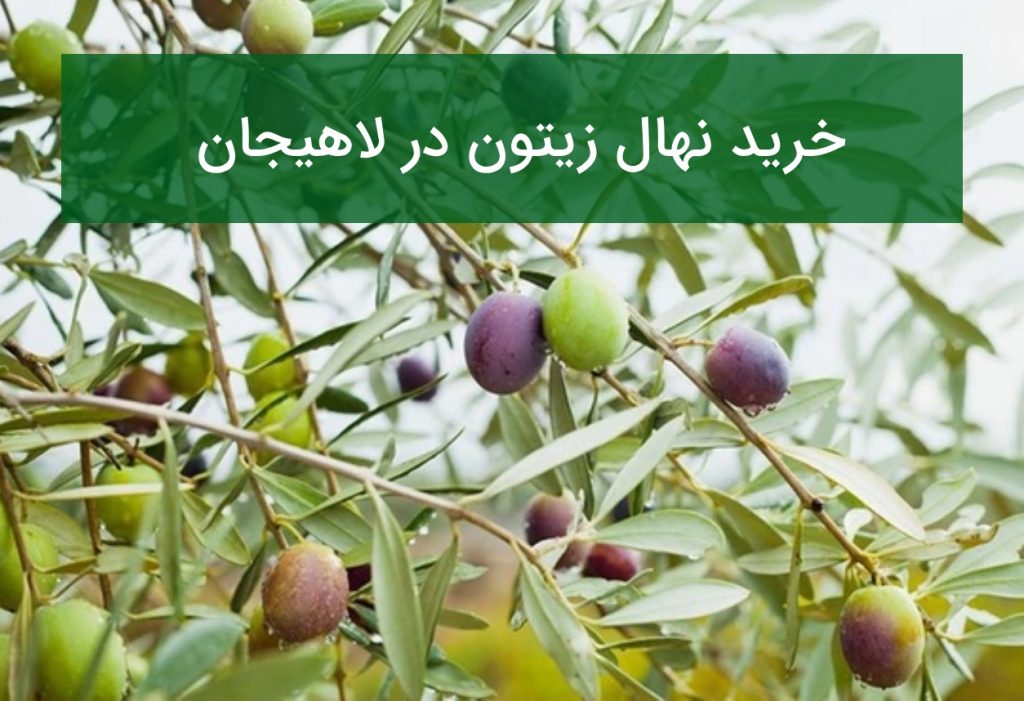خرید نهال زیتون در لاهیجان؛ بررسی شرایط اقلیمی و قیمت نهال