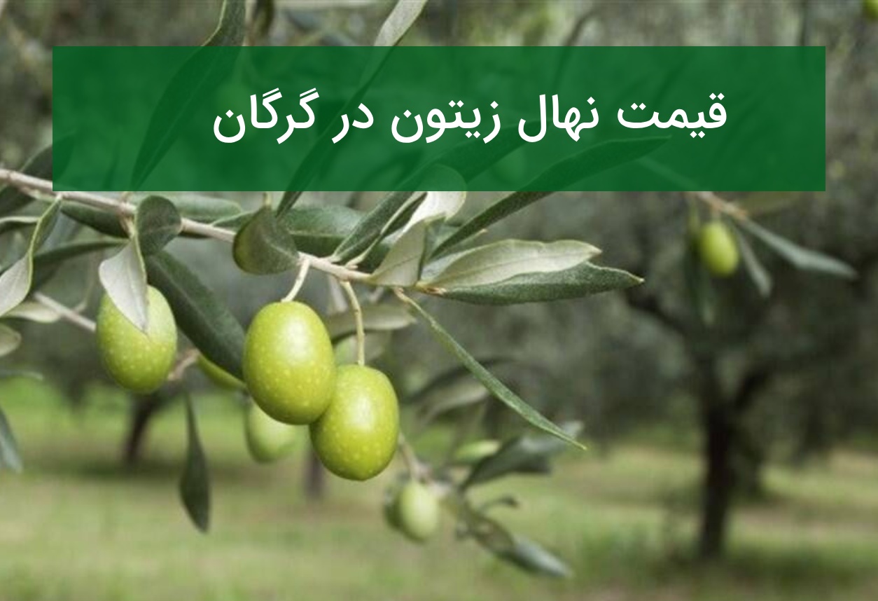 قیمت نهال زیتون در گرگان