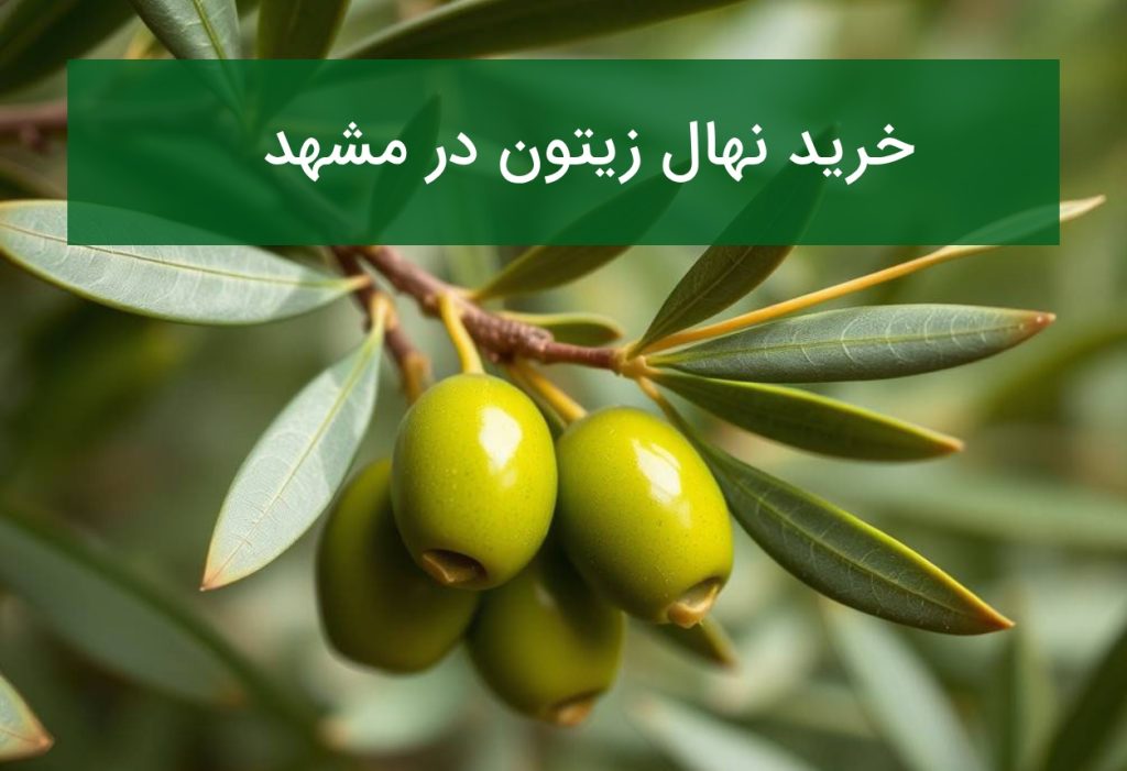 خرید نهال زیتون در مشهد؛ قیمت و بهترین ارقام قابل کاشت
