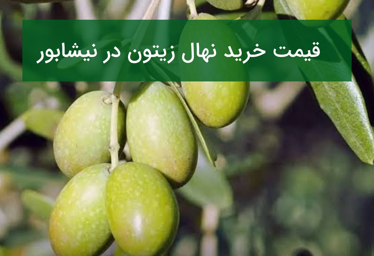 قیمت خرید نهال زیتون در نیشابور؛ راهنمای احداث باغ زیتون