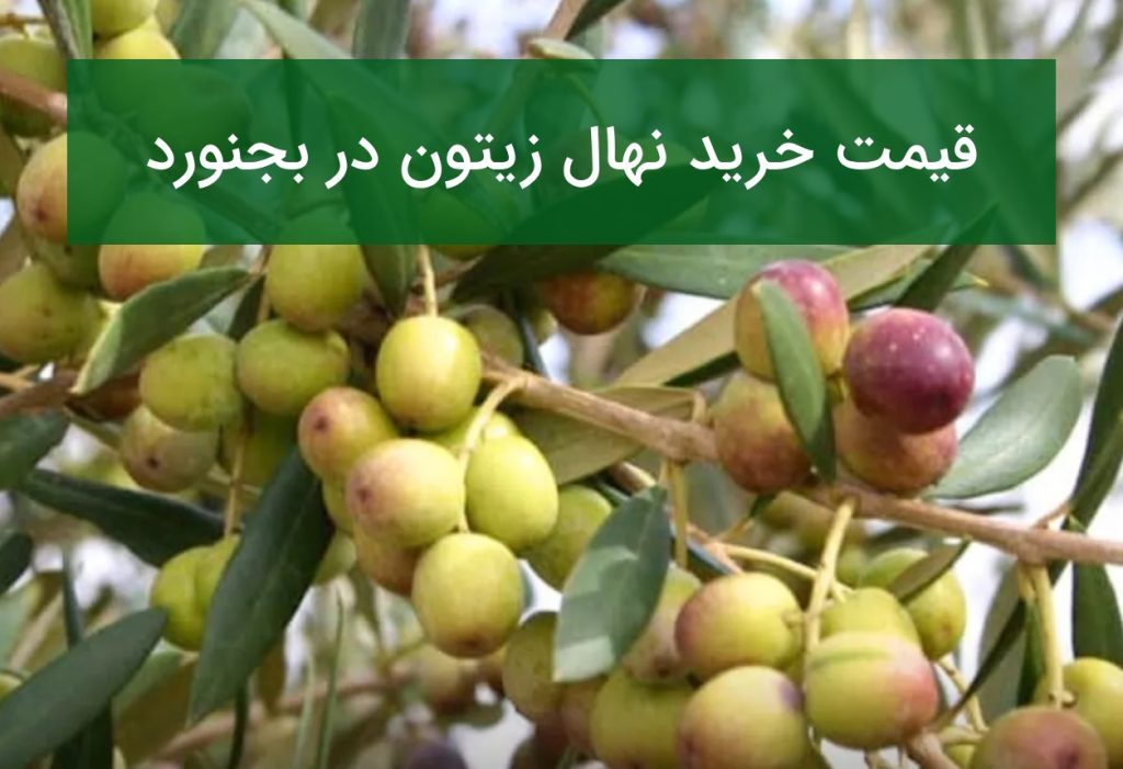 قیمت خرید نهال زیتون در بجنورد؛ راهنمای انتخاب نهال مناسب در تابستان ۱۴۰۵
