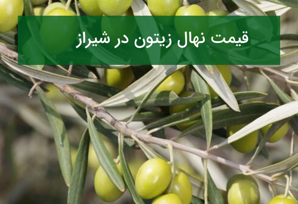قیمت نهال زیتون در شیراز؛ خرید نهال زیتون برای احداث باغ