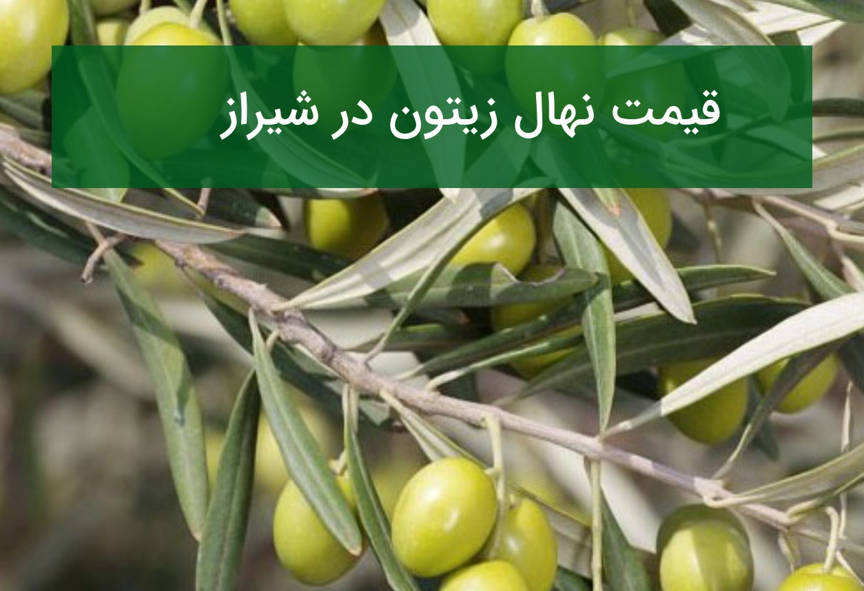 قیمت نهال زیتون در شیراز؛ خرید نهال زیتون برای احداث باغ