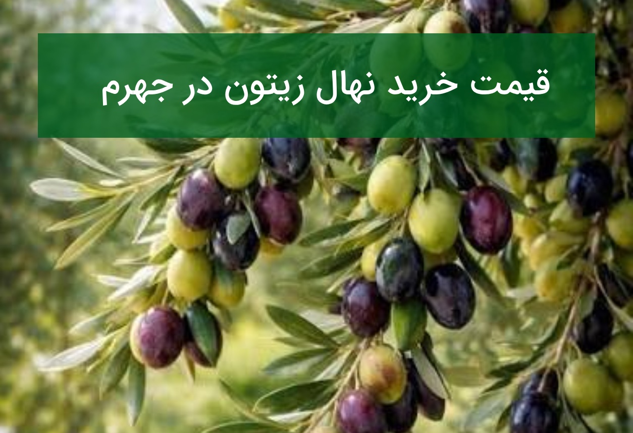 قیمت خرید نهال زیتون در جهرم؛ معرفی نهال‌های پربازده در تابستان ۱۴۰۵