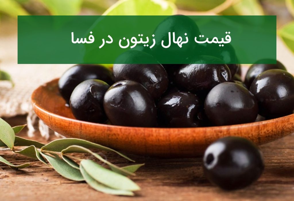 قیمت نهال زیتون در فسا؛ راهنمای خرید نهال سالم و اصیل در تابستان ۱۴۰۵