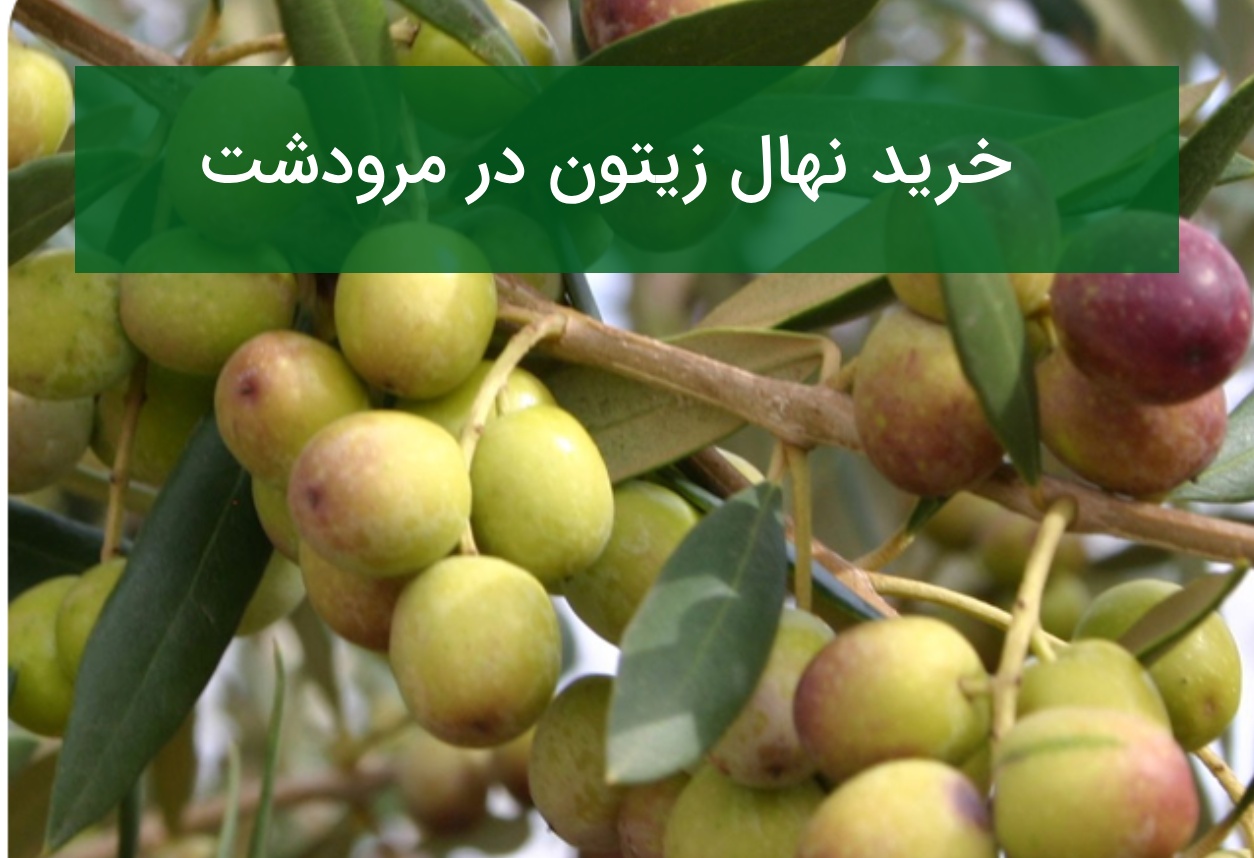 خرید نهال زیتون در مرودشت؛ قیمت و ارقام مناسب منطقه