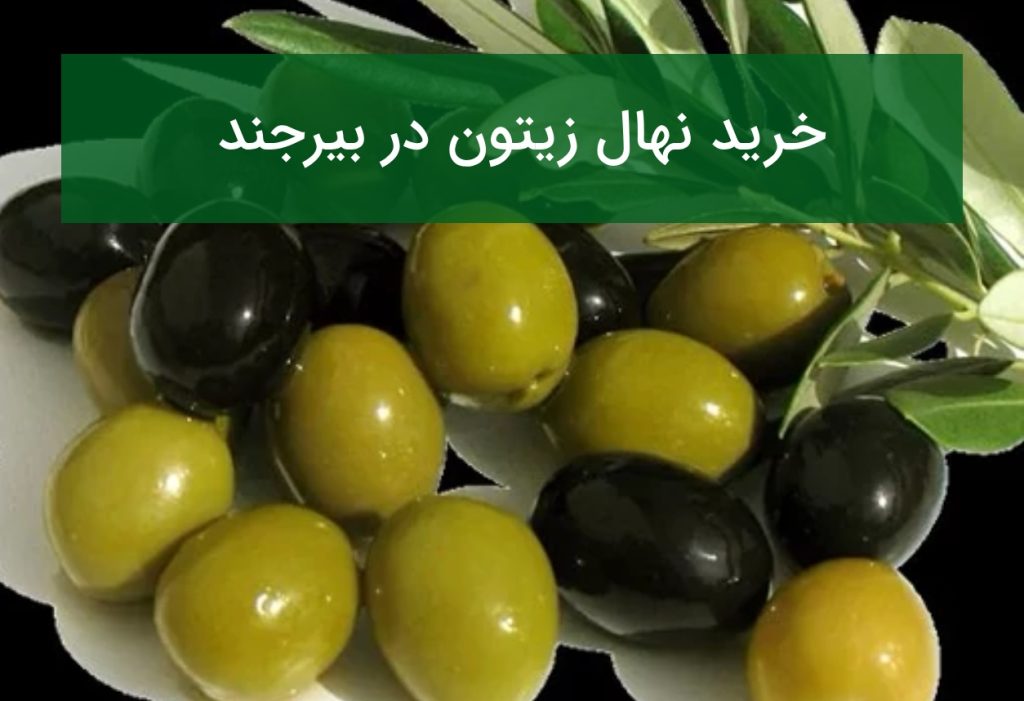 خرید نهال زیتون در بیرجند؛ قیمت نهال مقاوم به کم‌آبی