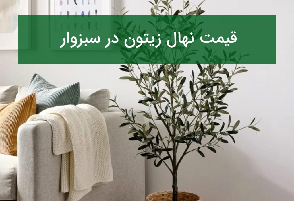 قیمت نهال زیتون در سبزوار؛ بررسی نهال‌های مناسب اقلیم خشک